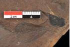 Foto (Detailansicht) von Sclerotium sapotacitidis Ettingshausen (NHMW-GEO-2024-0188-0092)